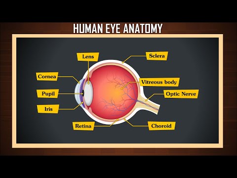 Anatomy of the Eye: Key Parts and Their Functions