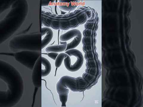 Women’s Body Anatomy: A Scientific Perspective on Health