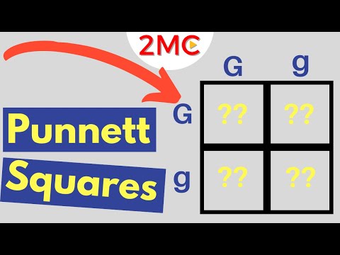 Genes at Play: The Dance of Dominance and Recessiveness
