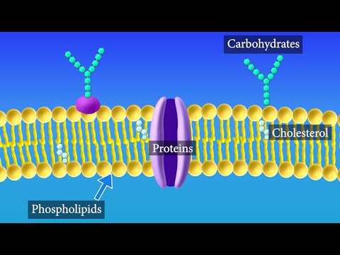 The Role of Prokaryotic Plasma Membrane in Cell Function