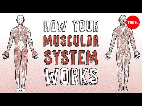 Key Components of the Human Muscular System