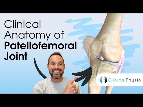 Anatomy of the Patella: Structure and Function in Motion