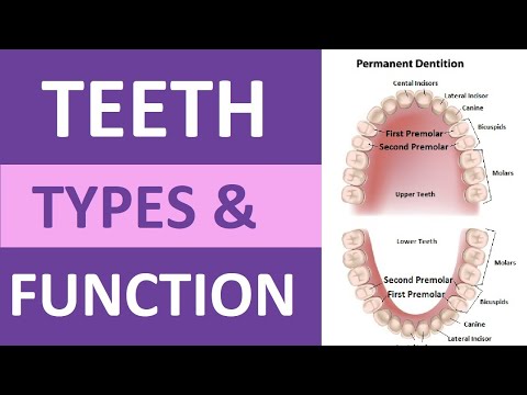 Mouth Anatomy Uncovered in Scientific Detail