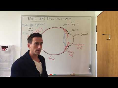 Anatomy and Function of Human Eye Components