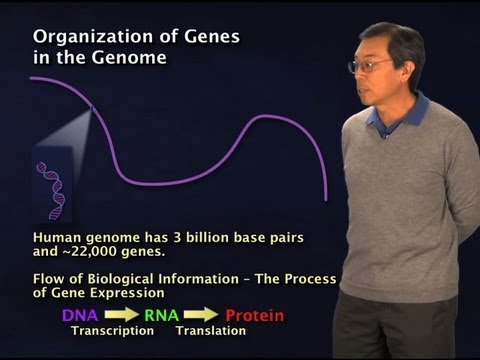 The Role of Coding and Non-Coding DNA in Genetics
