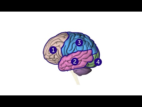 Biology's Role in Shaping Brain Function and Behavior