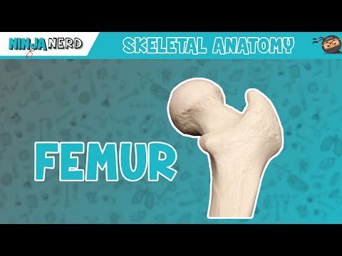 Femur Bone Anatomy and Its Role in Human Movement