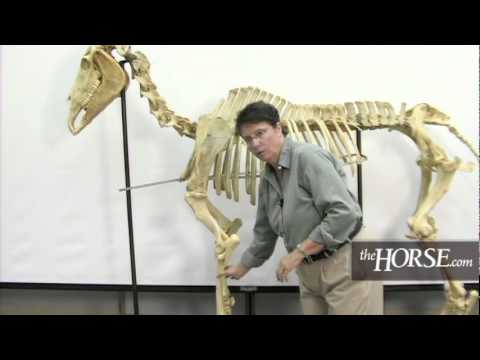 Anatomical Features of the Horse Head in Scientific Context