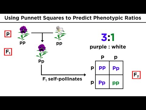 Mendelian Inheritance and Its Role in Modern Genetics