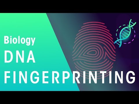 Human DNA Testing and Its Role in Modern Science