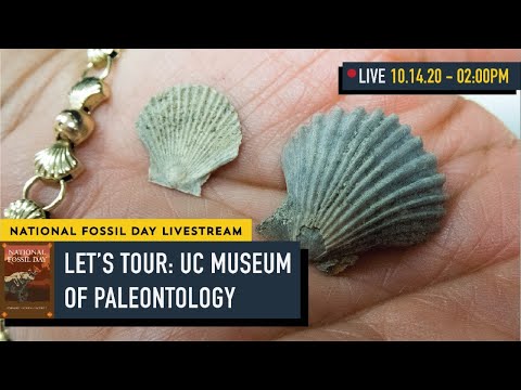 Fossil Treasures at the University of California Museum