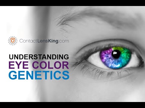 Punnett Squares and the Genetics of Eye Color