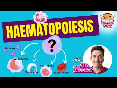 Myeloid Stem Cells and Their Role in Blood Development