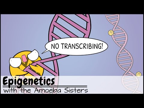 Methylation Patterns and Their Role in Gene Regulation