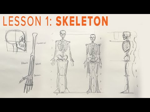 Artistry in Anatomy: Drawing the Skeletal System