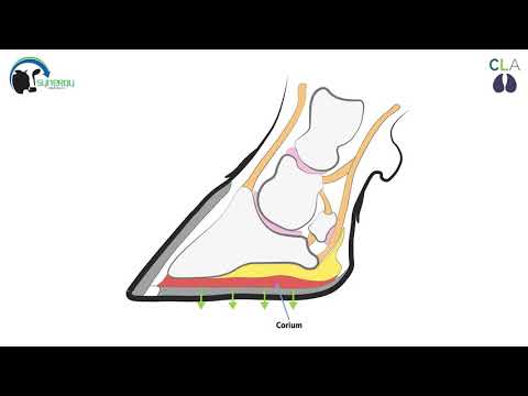 Anatomy of Cattle Hooves: Insights for Better Animal Care