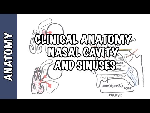 Anatomy of the External Nose: Structure and Function