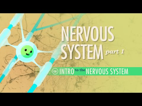 Nervous System Anatomy and Physiology for Science Enthusiasts