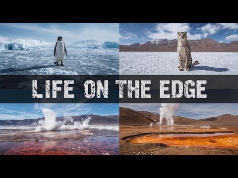 Surviving Life in Earth's Most Extreme Environments