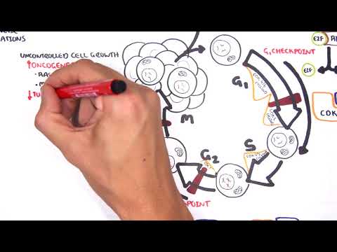 Ras Gene Function and Its Role in Cellular Regulation