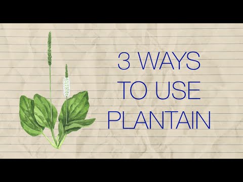 Plantago Major: A Versatile Medicinal Herb in Science