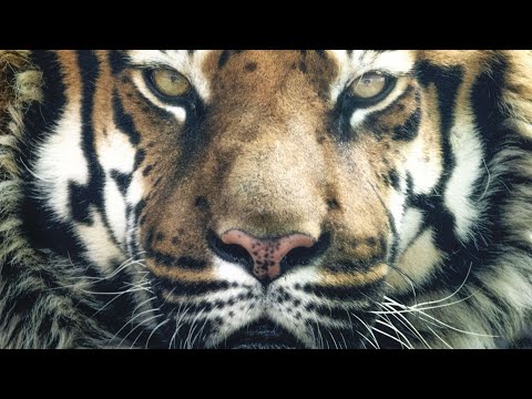 IUCN Endangered Species: Promoting Conservation Science