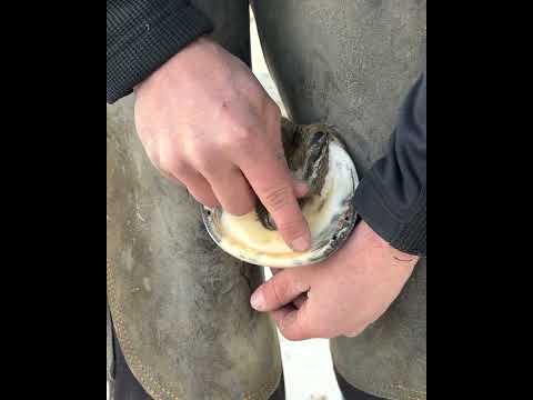 Equine Hoof Anatomy: Insights into Structure and Function