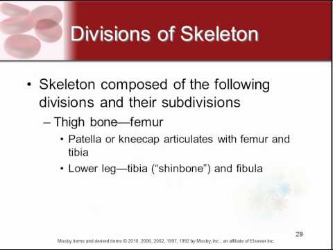 Female Skeletal System: Structure, Function, and Health Insights