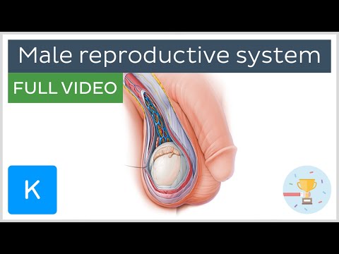 Human Male Anatomy: Structure and Function in Detail