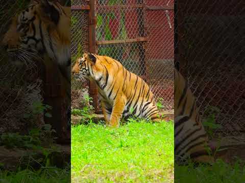 Fascinating Insights into Tiger Anatomy and Physiology