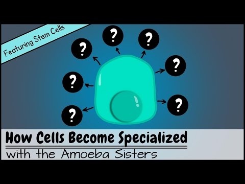 The Power of Totipotent Cells in Developmental Biology
