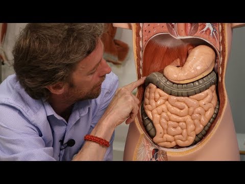 Unveiling the Functions of Abdominal Organs in Human Health