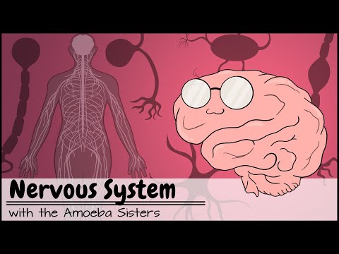 Neurons Unveiled: Structure and Function in the Nervous System