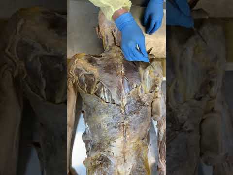 Upper Back Muscles Anatomy for Science Enthusiasts