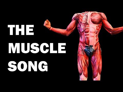 Illustrating the Human Muscular System for Scientific Learning