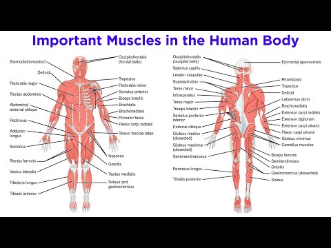 Visualizing Human Muscles: A Comprehensive Diagram Guide