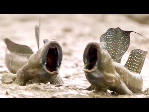 Diverse Ecosystems: Remarkable Examples in Nature