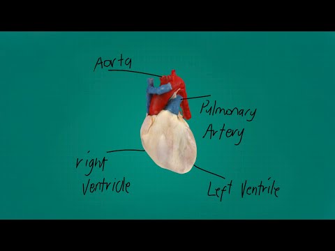 Innovative 3D Models Transforming Human Anatomy Education