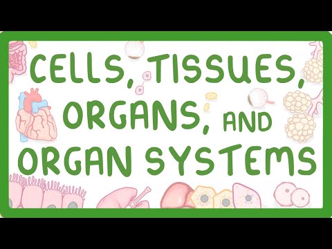 The Role of Structural Cells in Biological Systems