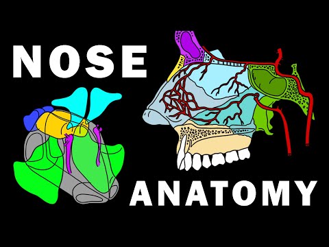 Nasal Anatomy and Its Role in Human Physiology