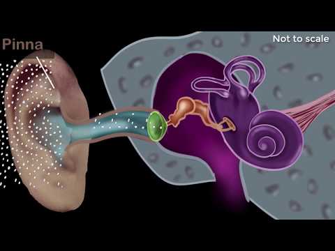 Fascinating Insights into Human Ear Anatomy and Function