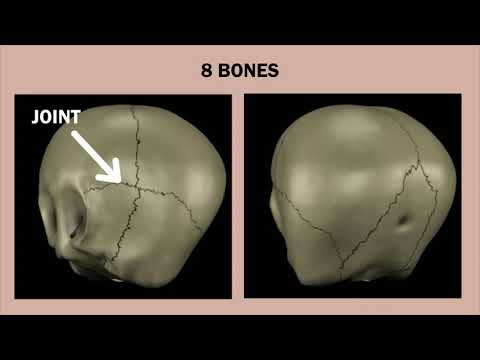 Unveiling the Connection Between Human Skeleton and Muscles