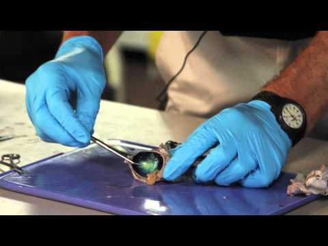 Illuminating the Anatomy of a Cow Eye for Science Enthusiasts