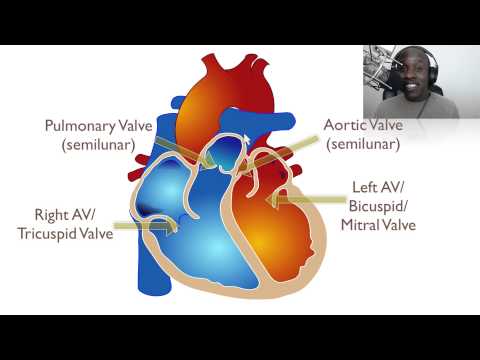 Anatomical Heart: Structure and Function in Human Biology