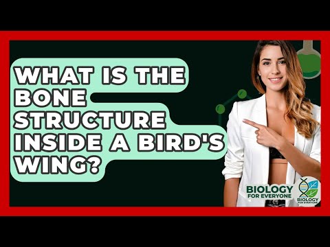 The Structural Wonders of Bird Wing Anatomy