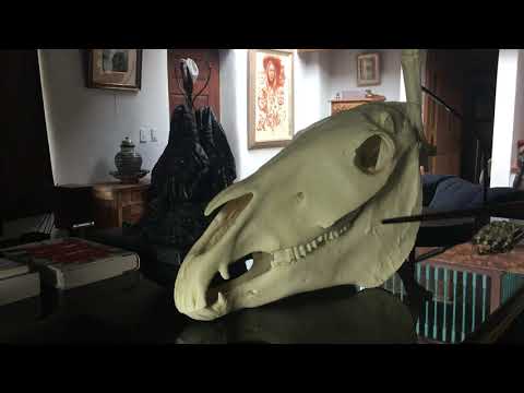 Anatomy of the Horse Skull: A Scientific Perspective