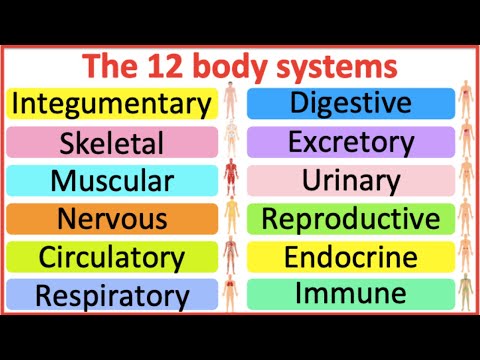 The Intricate Connections of Body Systems and Organs
