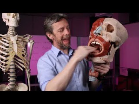 Anatomy of the Human Mouth: Functions and Structures Explained