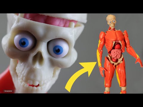 Interactive Human Anatomy for Engaging Scientific Learning