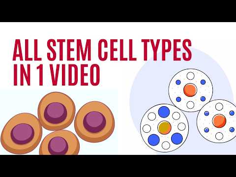 Stem Cells and Their Role in Regenerative Medicine